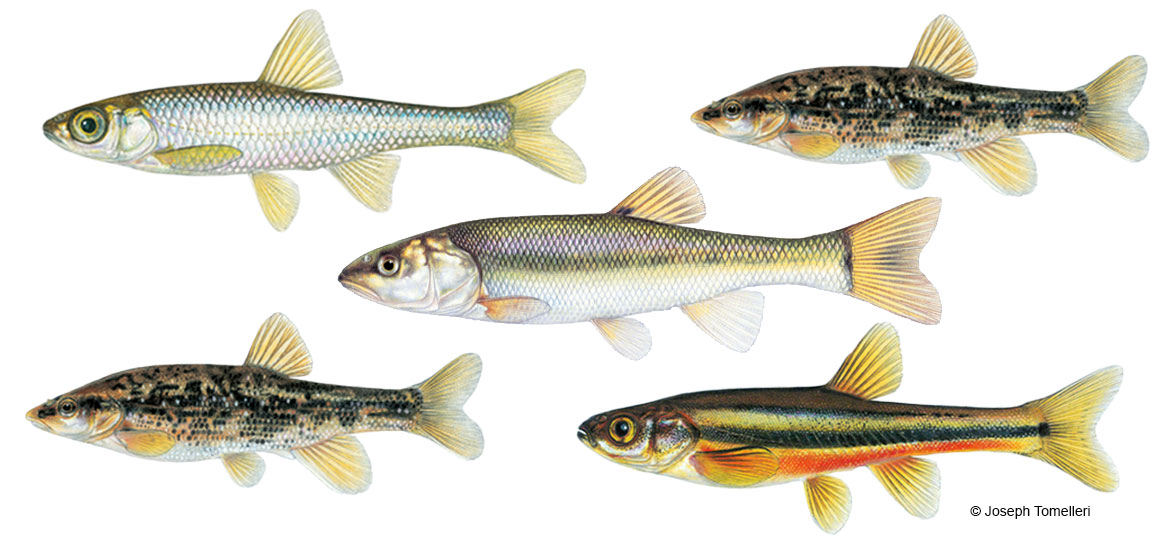 Using Baitfish in Vermont Vermont Fish & Wildlife Department